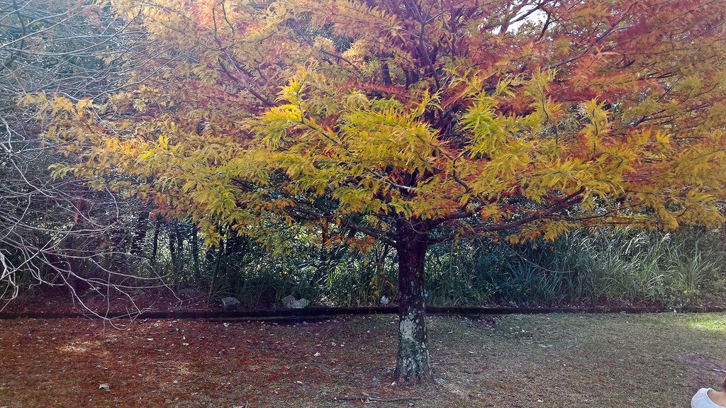 P_20151120_140008_mh1448174783463.jpg