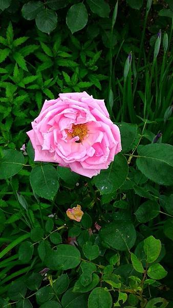 P_20160611_140723_1_p.jpg