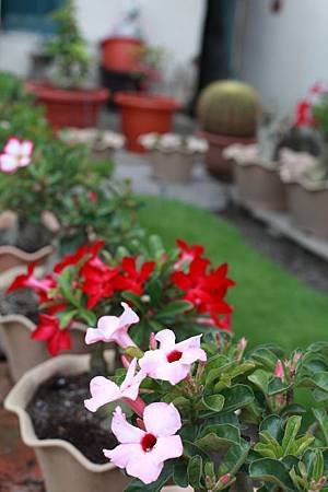 IMG_1454.JPG