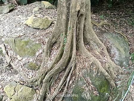 草嶺  兩日遊   瑞龍瀑布