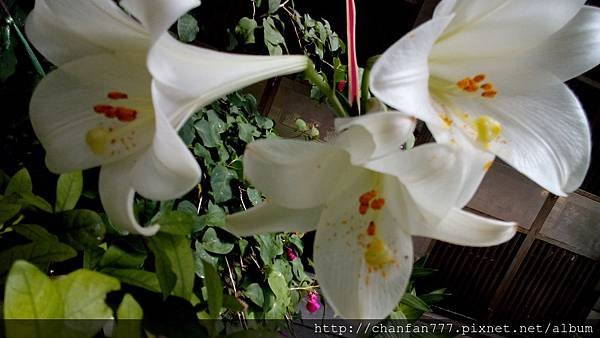 DSC_2185.jpg