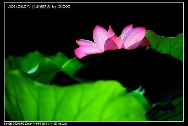 110807--Botanical Garden Waterlily D5000 093-800_nEO_IMG.jpg