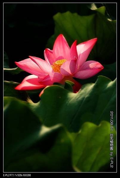 110807--Botanical Garden Waterlily E-PL2 005-800_nEO_IMG.jpg