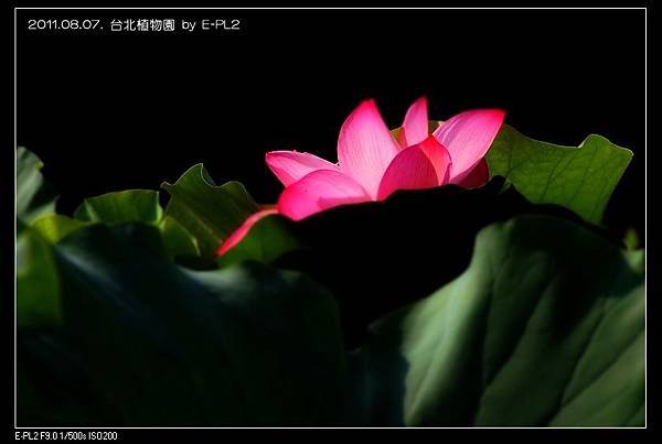 110807--Botanical Garden Waterlily E-PL2 059-800_nEO_IMG.jpg
