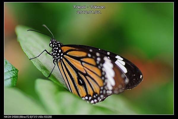 120107--Butterfly D5000 015-800_nEO_IMG.jpg