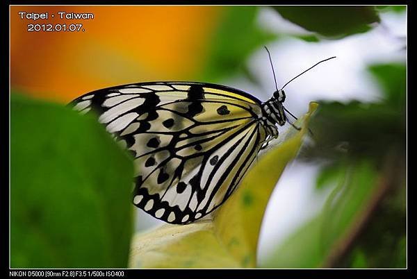 120107--Butterfly D5000 028-800_nEO_IMG.jpg