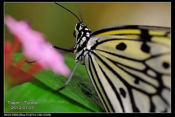 120107--Butterfly D5000 041-800_nEO_IMG.jpg