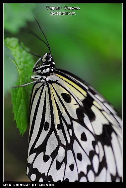 120107--Butterfly D5000 052-800_nEO_IMG.jpg