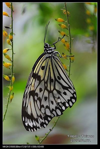 120107--Butterfly D5000 062-800_nEO_IMG.jpg