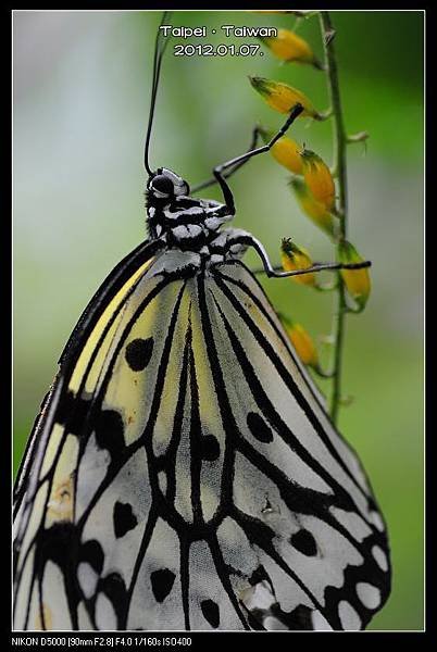 120107--Butterfly D5000 063-800_nEO_IMG.jpg