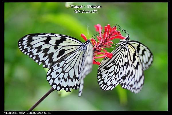 120107--Butterfly D5000 105-800_nEO_IMG.jpg