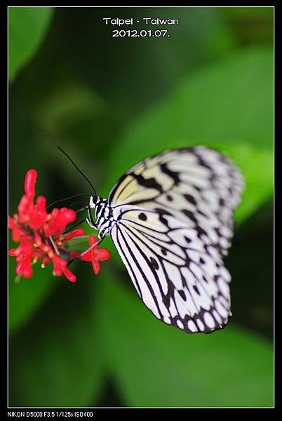 120107--Butterfly D5000 137-800_nEO_IMG.jpg