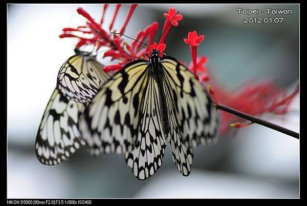 120107--Butterfly D5000 138-800_nEO_IMG.jpg