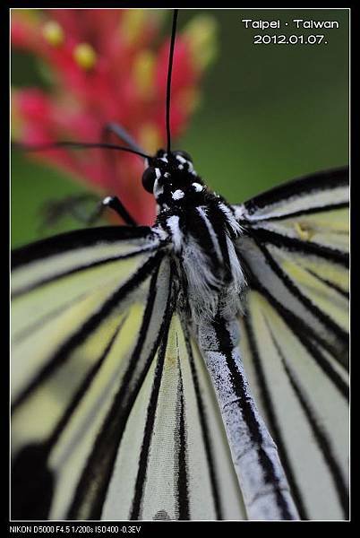 120107--Butterfly D5000 149-800_nEO_IMG.jpg