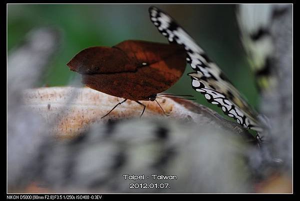 120107--Butterfly D5000 156-800_nEO_IMG.jpg