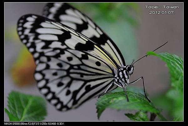 120107--Butterfly D5000 158-800_nEO_IMG.jpg