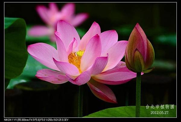 120527--Waterlily 112-800_nEO_IMG-shadow