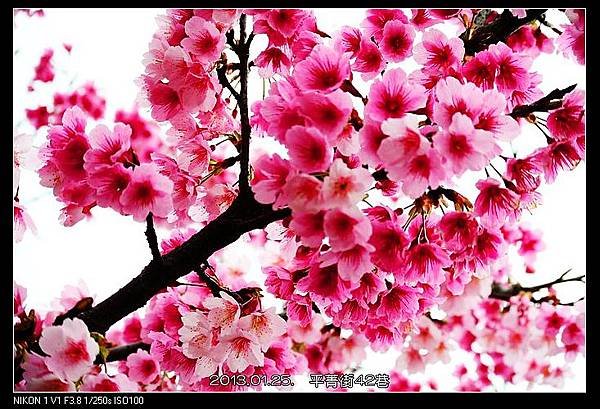 nEO_IMG_130125--PingJing St. V1 020-800