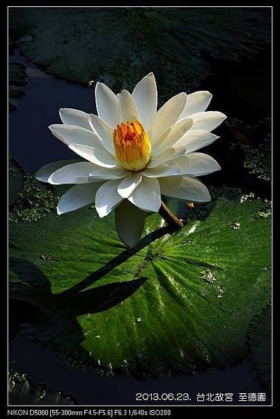 nEO_IMG_130623--ZD Yuan waterlily 042-800