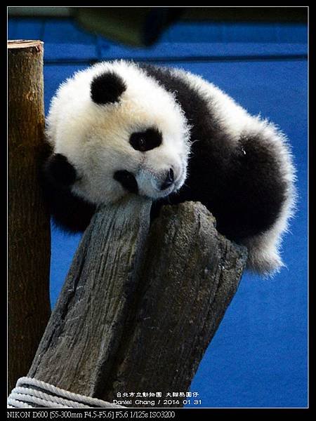 nEO_IMG_140131--Panda Yuanzai 287-800.jpg