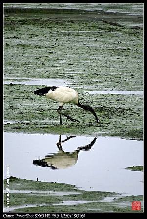 nEO_IMG_141130--HuaJiang Bird Park 159-1000.jpg