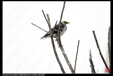 nEO_IMG_141130--HuaJiang Bird Park 275-1000.jpg
