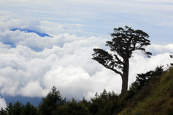 昆陽雲海