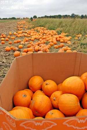 WillowFarm_008.JPG