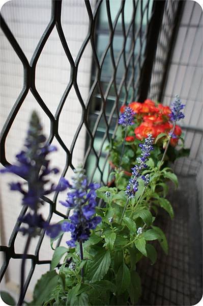 板橋花市