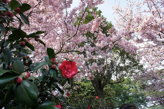 2011天元宮賞櫻花