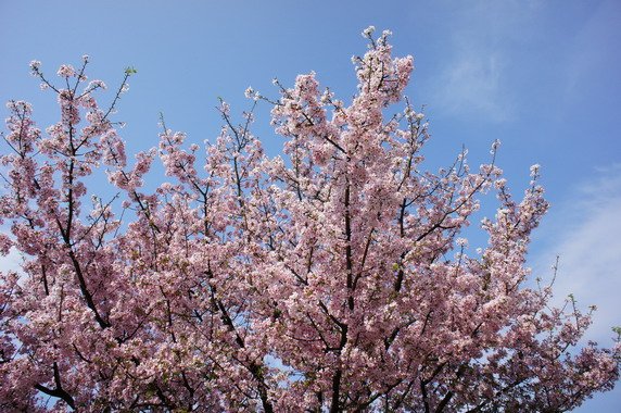 2011天元宮賞櫻花