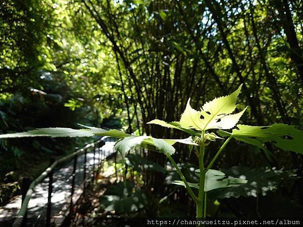 半嶺吊橋.半嶺圳步道.松溪瀑布.天母古道.翠峰瀑布.猴洞圳步