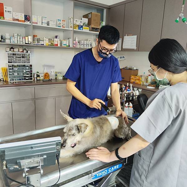 聖保羅動物醫院劉又誠院長平常不斷積極提升自我學識 (3).jpg