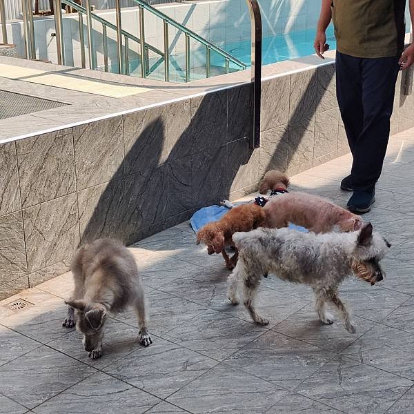 聖保羅動物醫院劉又誠院長平常不斷積極提升自我學識 (1).jpg