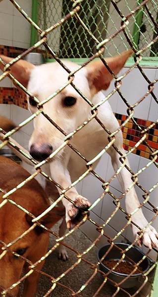 動物保護政策-動物保護關愛園區-詹翔霖副教授願生命皆適得其所 (4).jpg