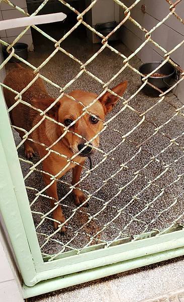 動物保護政策-動物保護關愛園區-詹翔霖副教授願生命皆適得其所 (6).jpg