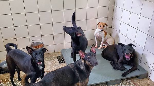 動物保護政策-動物保護關愛園區-詹翔霖副教授願生命皆適得其所 (12).jpg