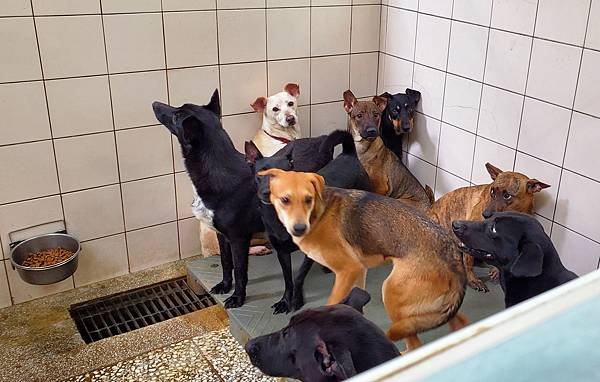 動物保護政策-動物保護關愛園區-詹翔霖副教授願生命皆適得其所 (14).jpg