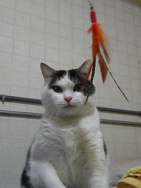 DSCN0600.JPG