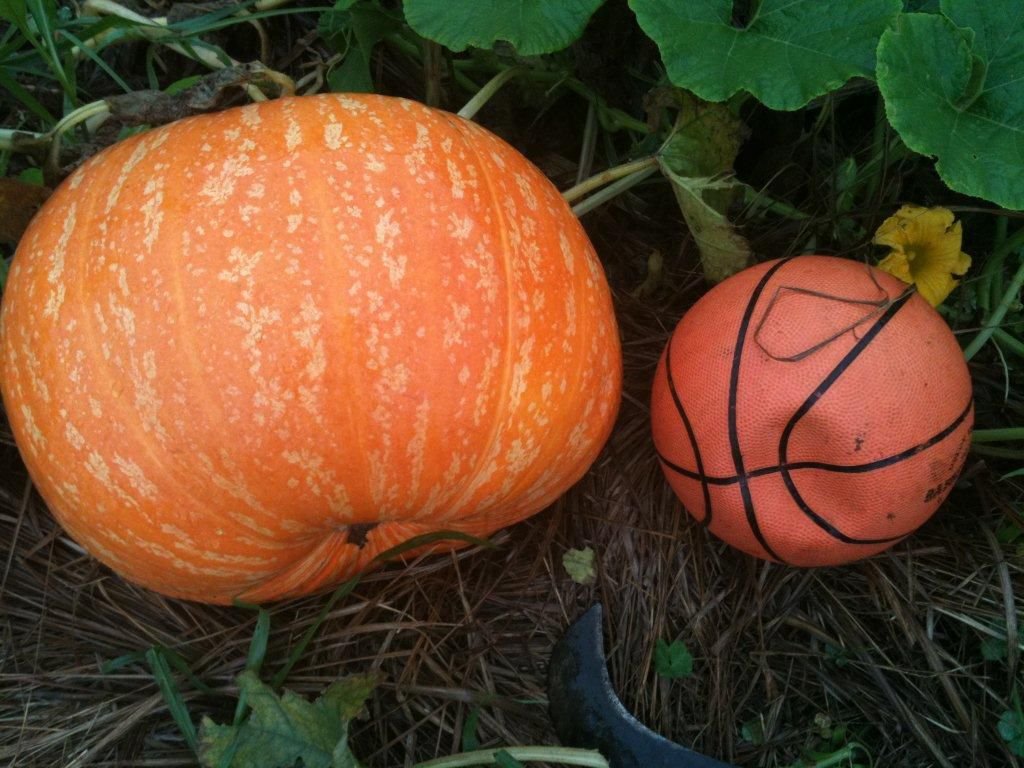 20110514巨大南瓜.jpg