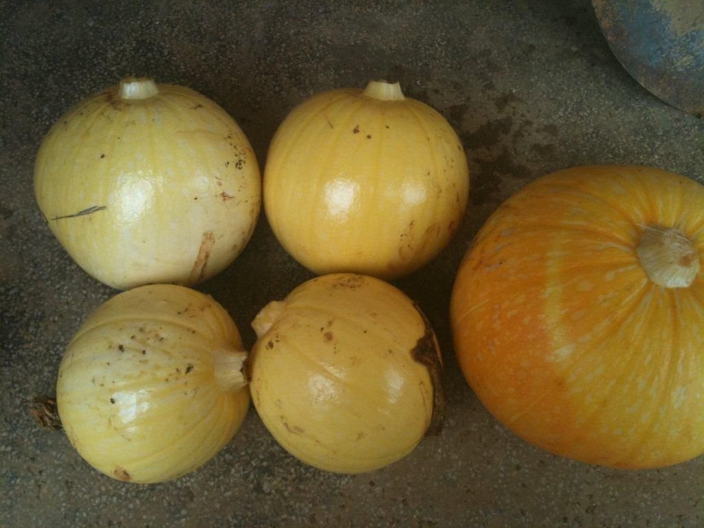 20110507小顆巨大南瓜.jpg