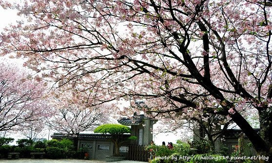 東方寺花季-15.JPG