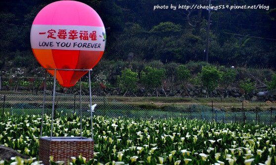 2014竹子湖花季-17.JPG