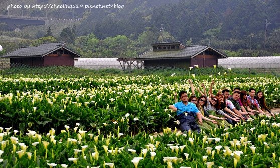 2014竹子湖花季-16.JPG