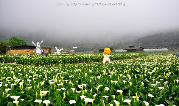 2014竹子湖花季-22.JPG