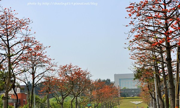 中央大學木棉道-1