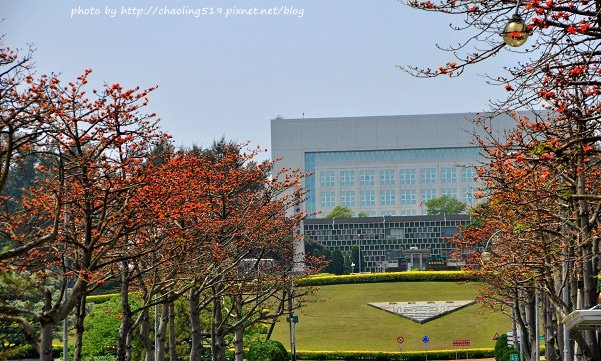 中央大學木棉道-2