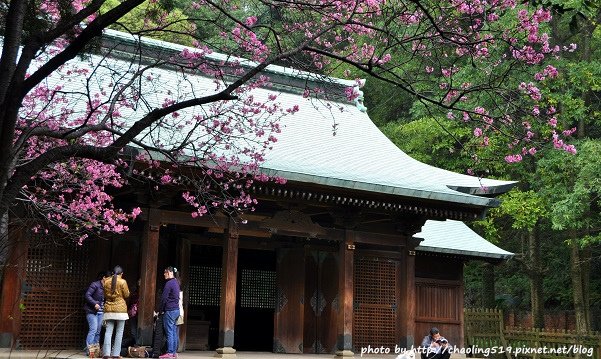 桃園神社賞櫻-1.JPG