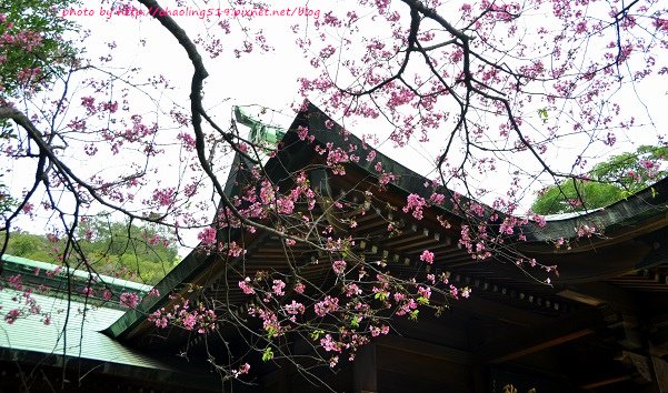 桃園神社賞櫻-3.JPG