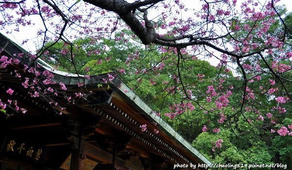 桃園神社賞櫻-4.JPG